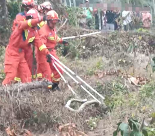 眼镜王蛇是保护动物吗(眼镜王蛇是不是保护动物)