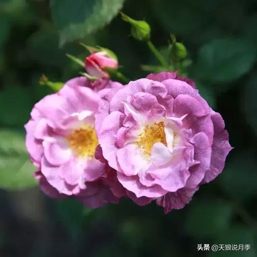 月季花的特点 月季花的介绍以及特点