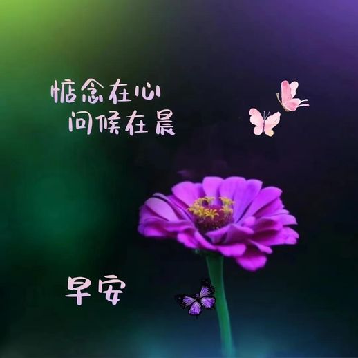 绣球花