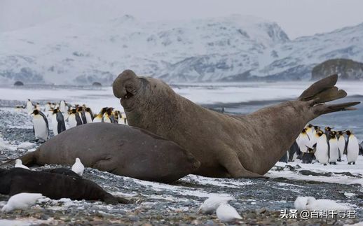 海豹是哺乳动物吗 海豹是什么类动物