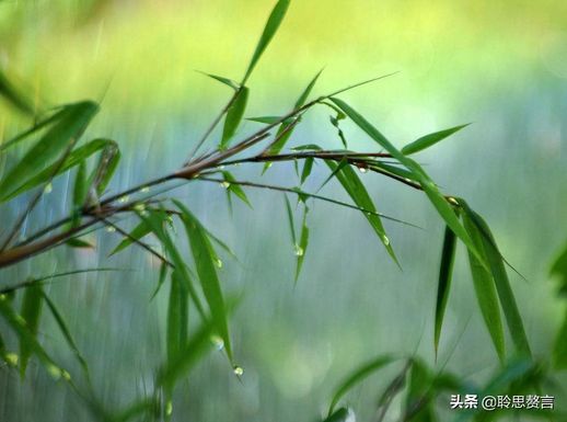 关于植树节的诗(植树节的诗句古诗大全20首)