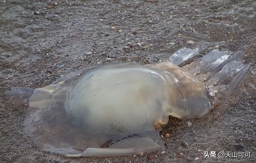 海蜇是水母吗 海蜇可以吃吗