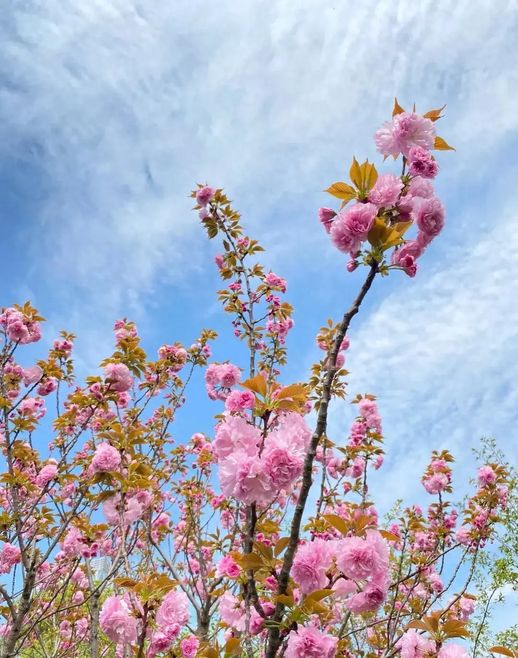 海棠花语 栀子花的花语