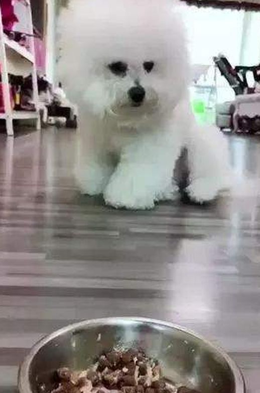 比熊犬饲养禁忌